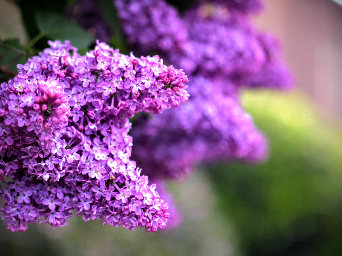 CH … Lilac 